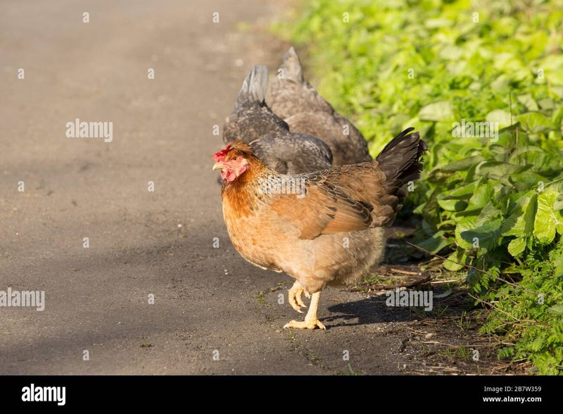 Image: Découvrez L'Adventure sur La Route des Poulets en Ligne Casino