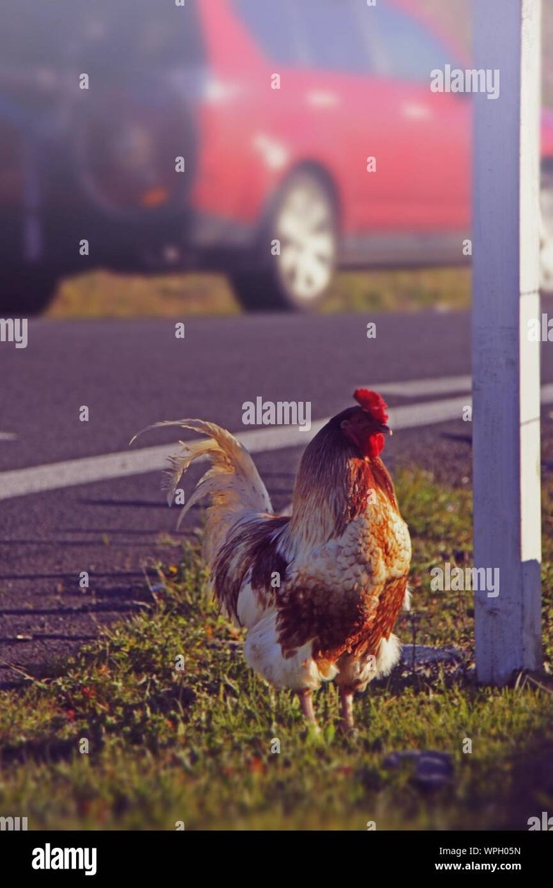 Chicken road gioco - Scopri il Mito di Chicken Road: Il Gioco di Casinò che Sta prendendo l'Italia
